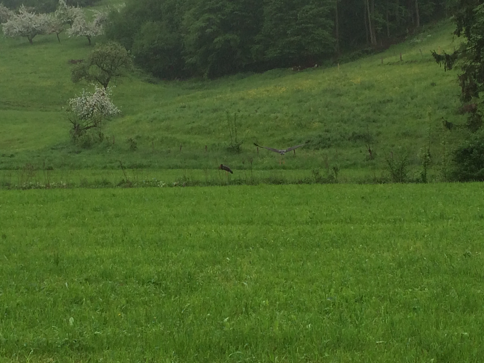 Storch 1