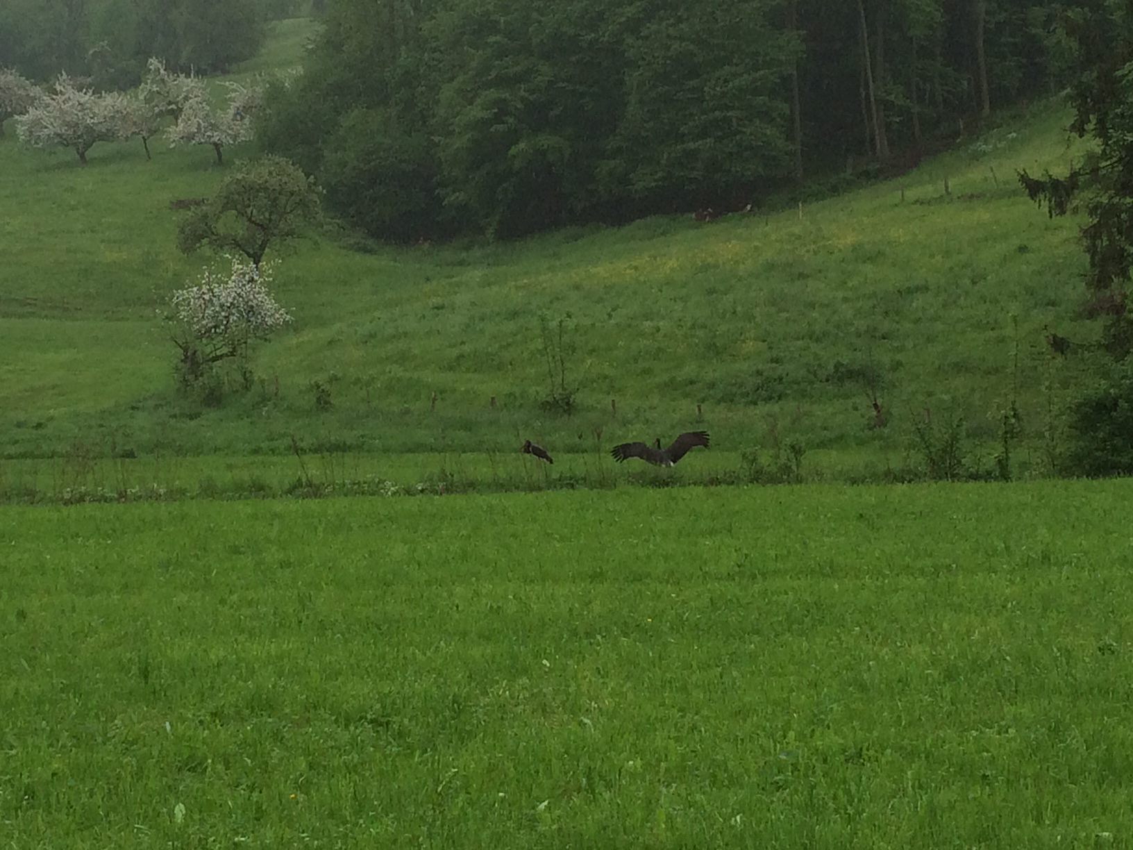 Storch 2