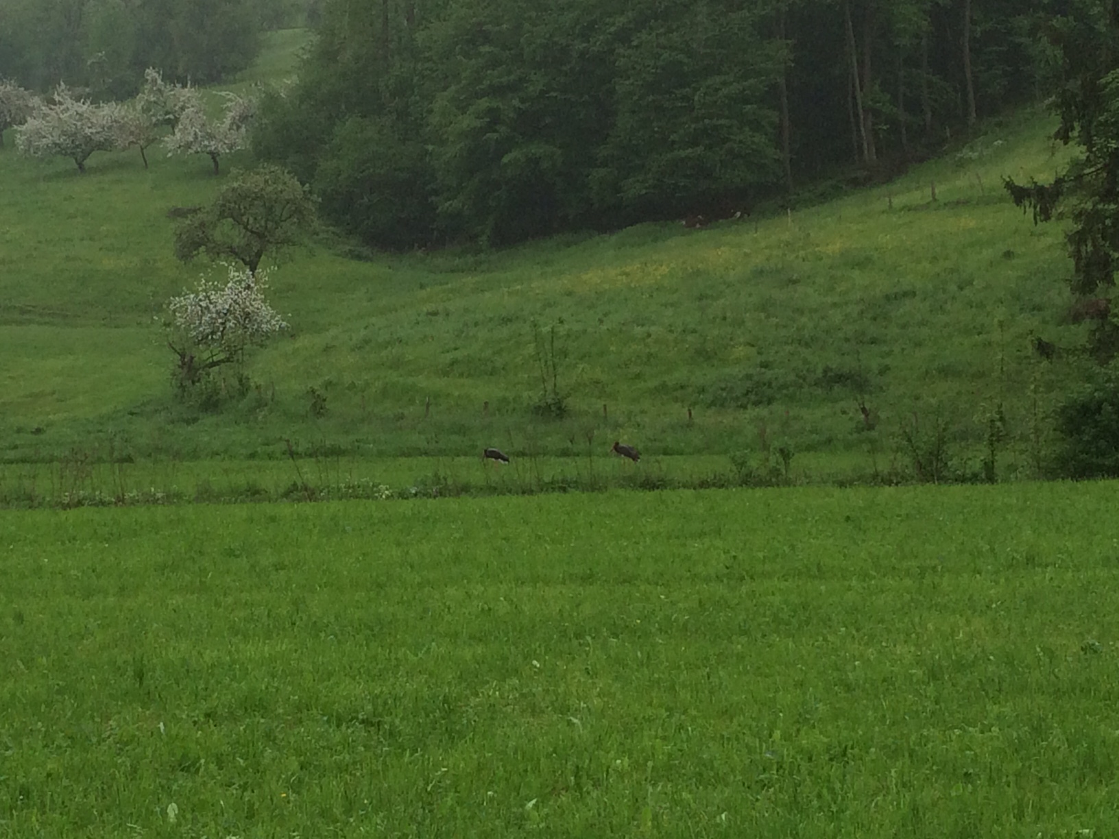 Storch 3