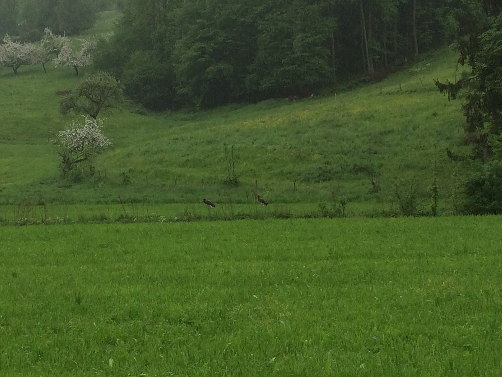 Storch 4