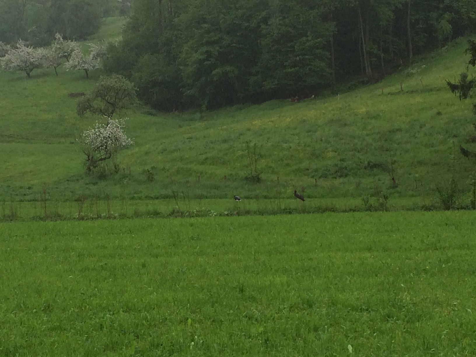Storch 5
