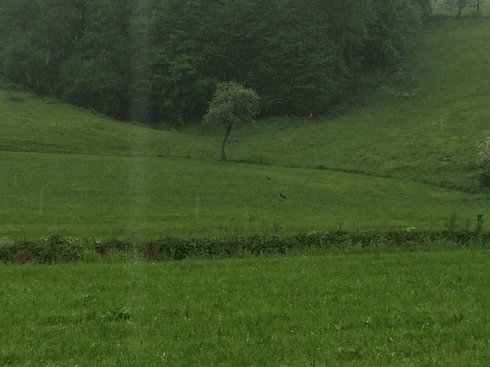 Storch 6